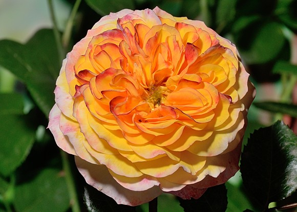 Georges Denjean rose сорт розы фото  