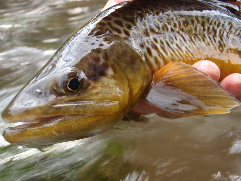 Southern Utah Fly Fishing ,Quiet Fly Fisher Guide Service & Fly Shop