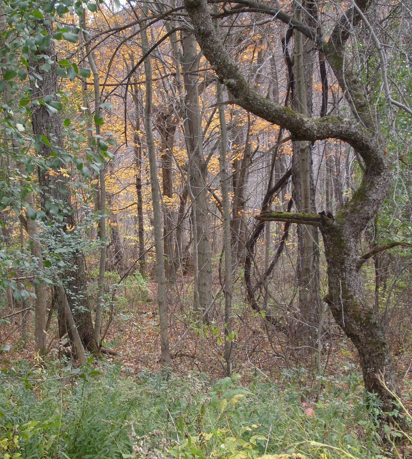 Vermont Bird Hunting Early Season 2016
