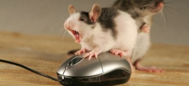 Πως πήρε το όνομά του το ποντίκι του υπολογιστή και άλλα 5 πράγματα
