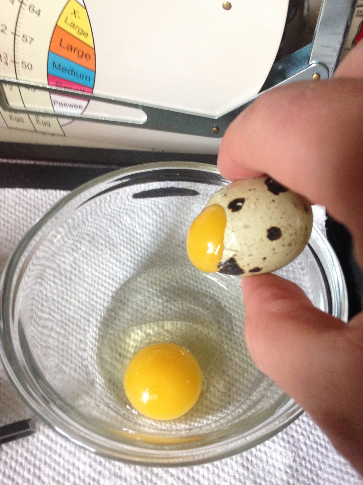 Midnight Acres Farm How to Crack a Quail Egg