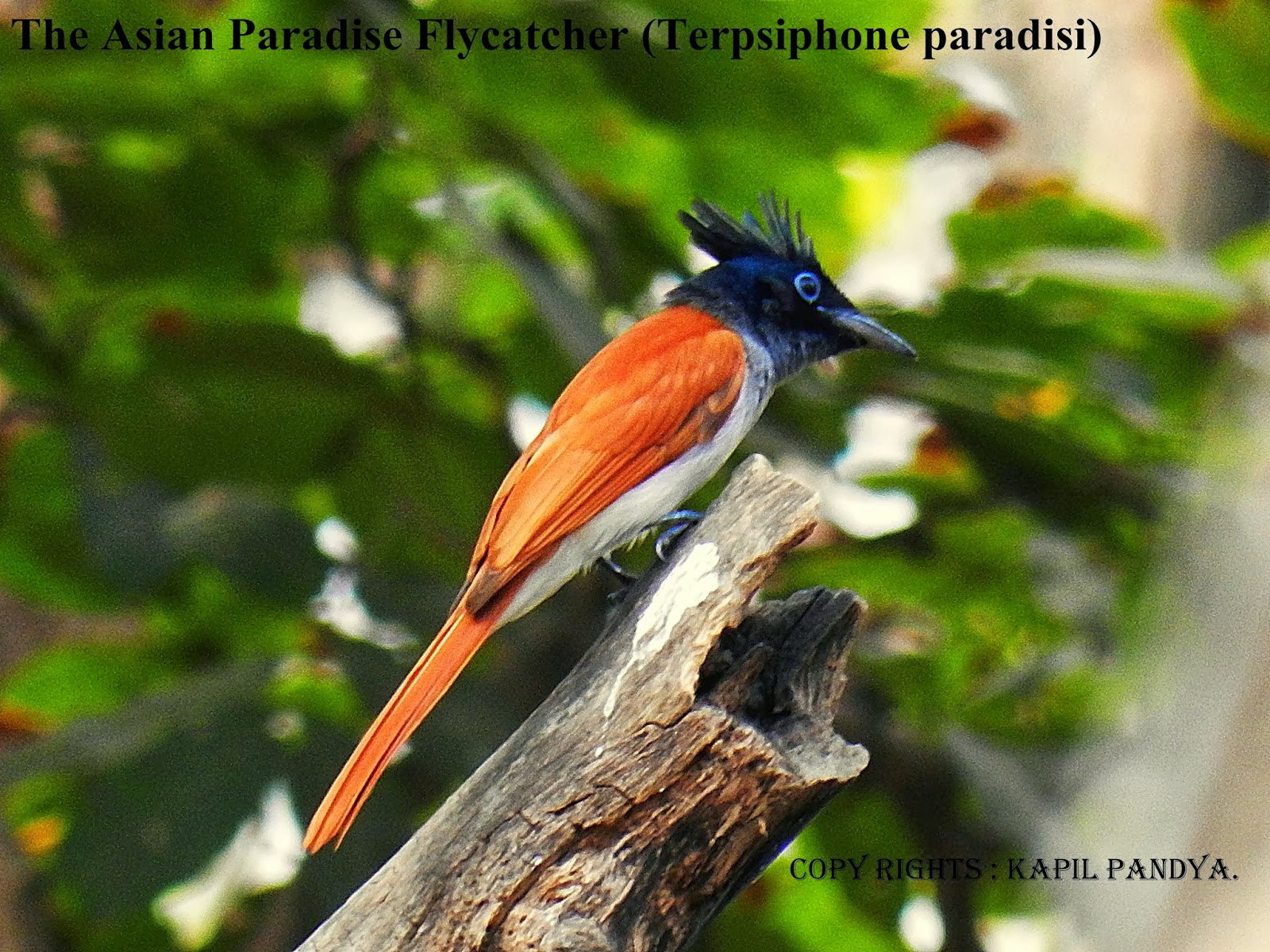 Colorful Nature Birds of Sanjay Gandhi National Park, Mumbai.