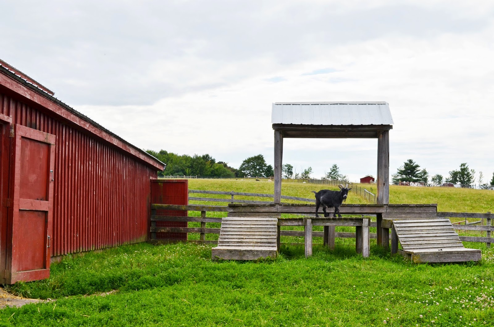 Woman in Real Life A Visit to Farm Sanctuary, Watkins Glen