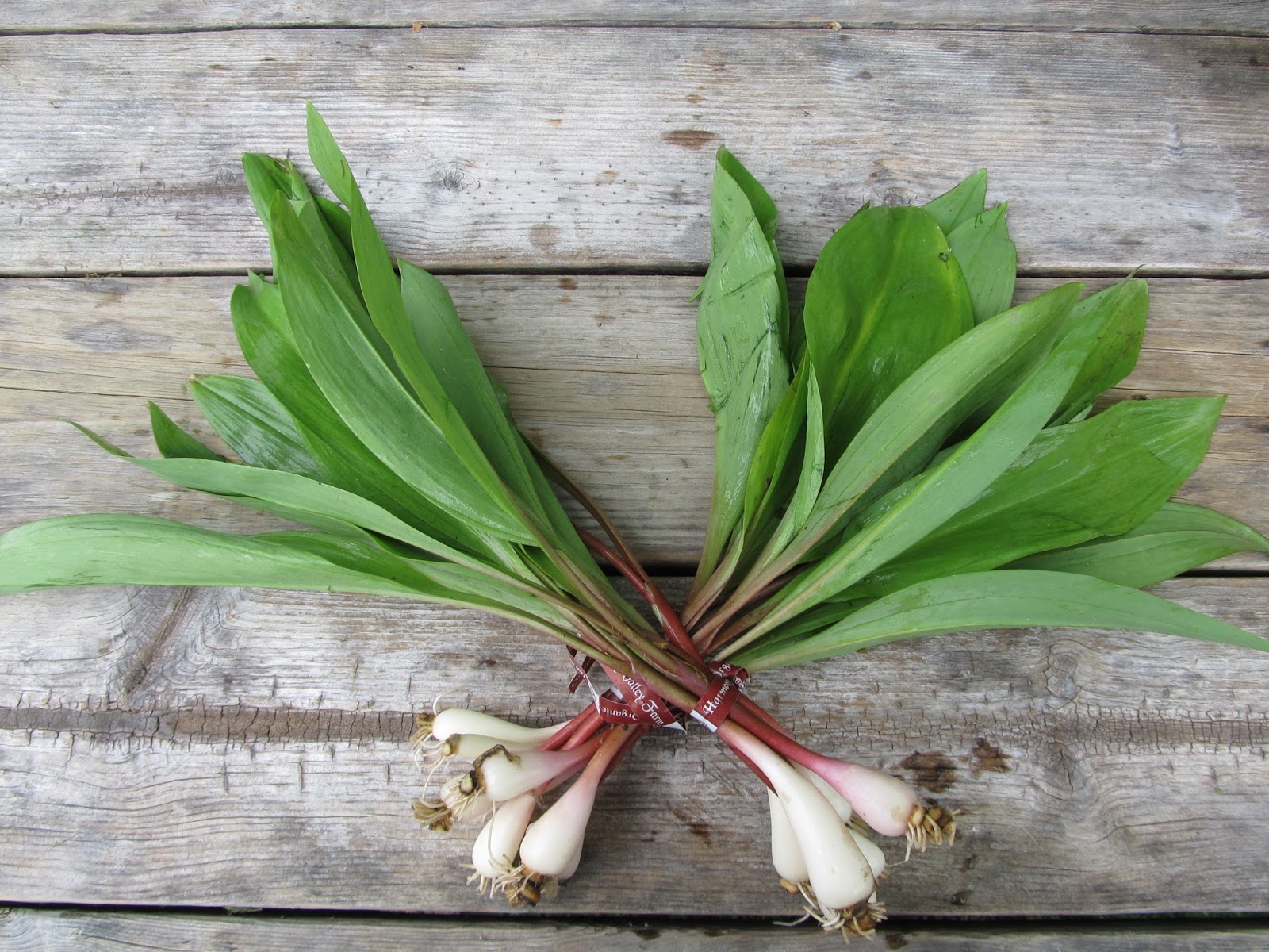 Harmony Valley Farm Ramps & To Spring