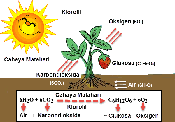 Hasil fotosintesis yang digunakan makhluk hidup untuk respirasi adalah