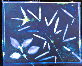 Wet cyanotype_Sue Reno_Image 240