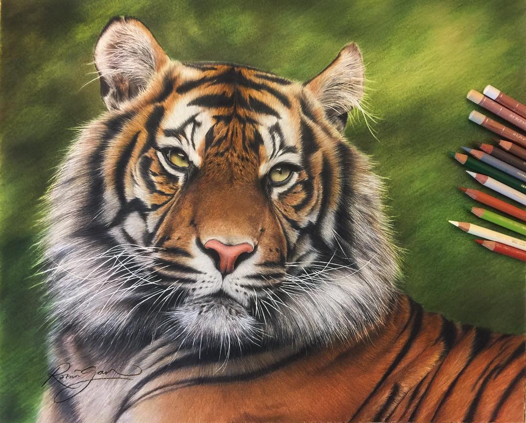 15-Tiger-Robin-Gan-Realistic-Color-Pencil-Animal-Drawings-www-designstack-co