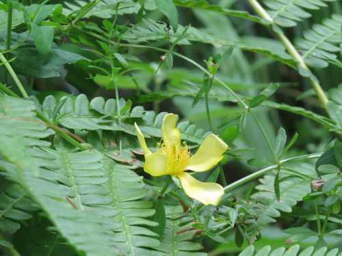 great St. Johnswort