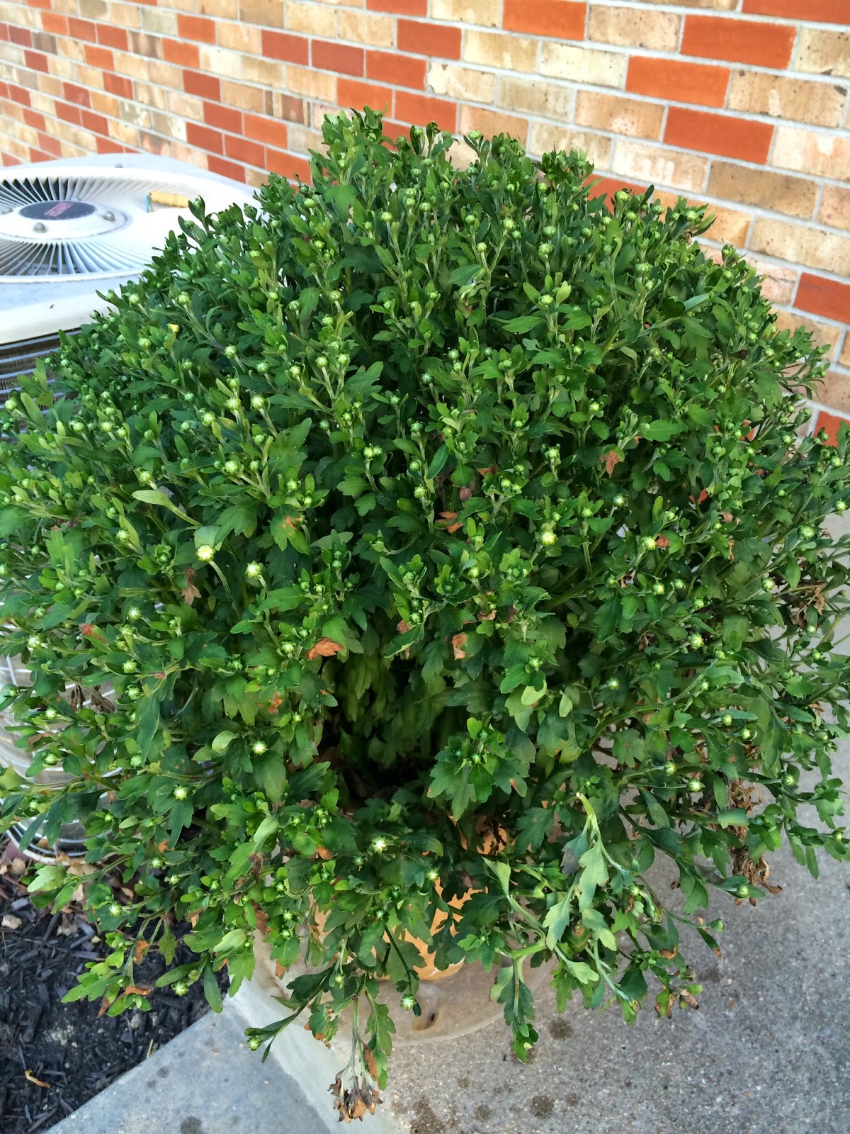 Down On The Farm Why Won't My Mums Bloom??