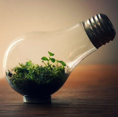 Must Have Terrariums For Your Home Circa 1920s Lightbulb For Terrarium