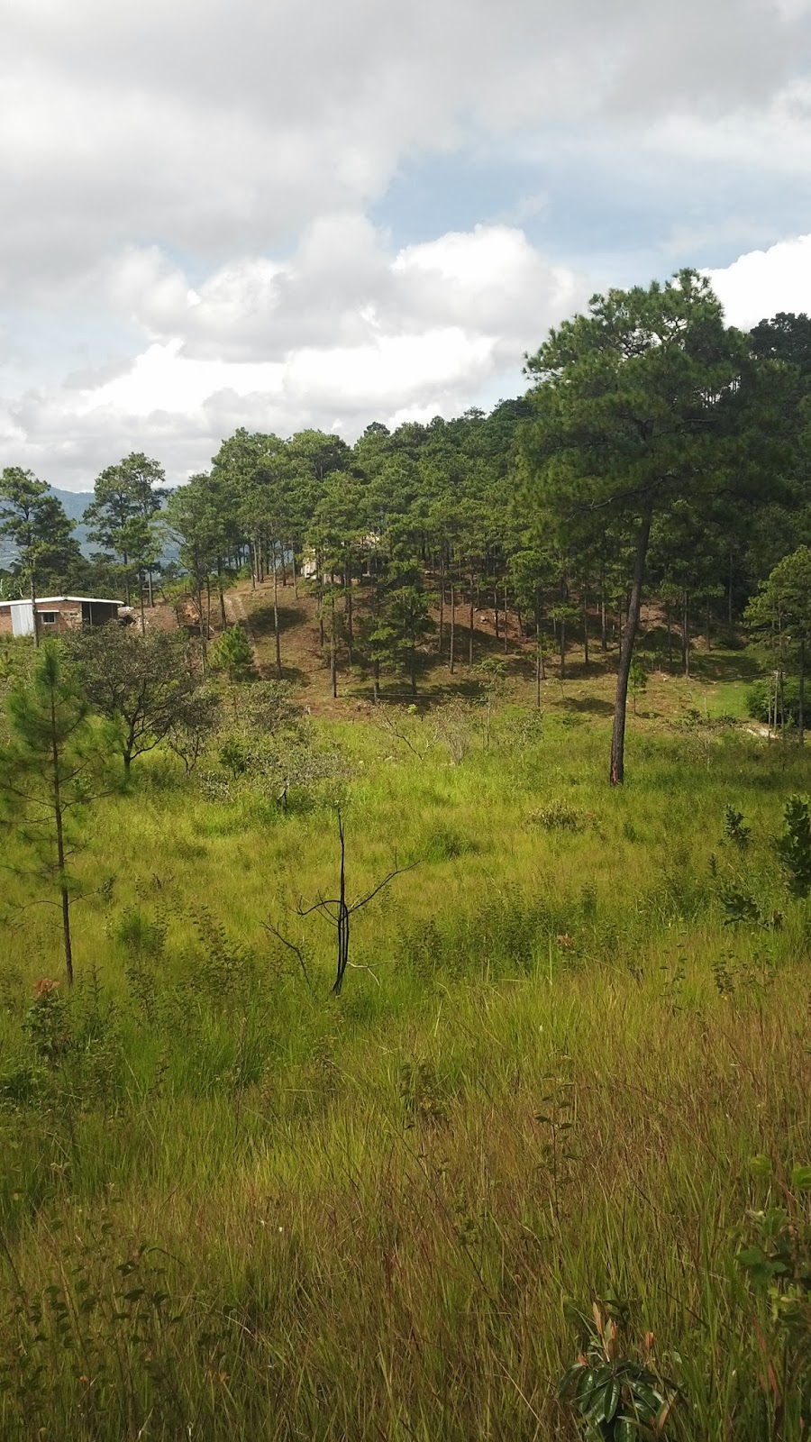 Venta de Casas en Honduras Venta de Hermoso Terreno de 2 Manzanas en