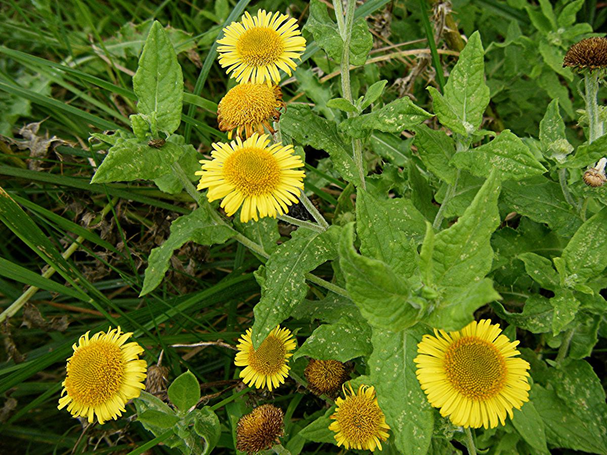 the-herb-hound-fleabane