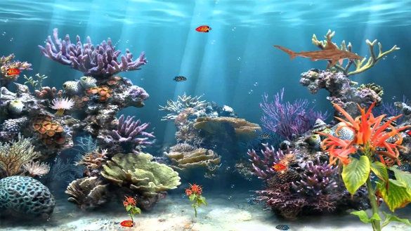 Hiasan Aquarium Unik dan Keren