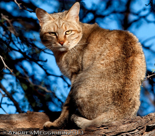 South African Photographs African Wildcat (Felis lybica griselda)