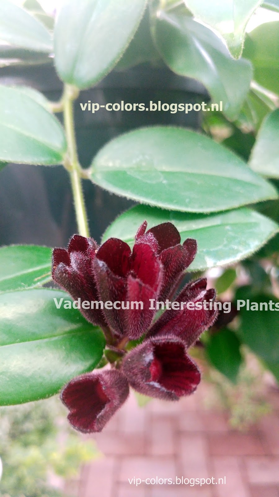 Vademecum Interesting Plants Aeschynantus Eszynantus Lipstick Plant
