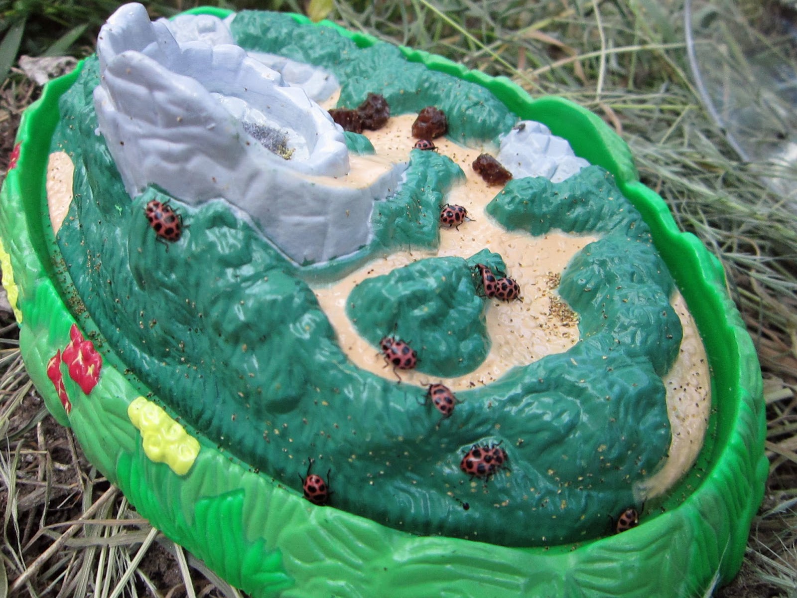 Salmon Tolman Fam: Ladybug Land