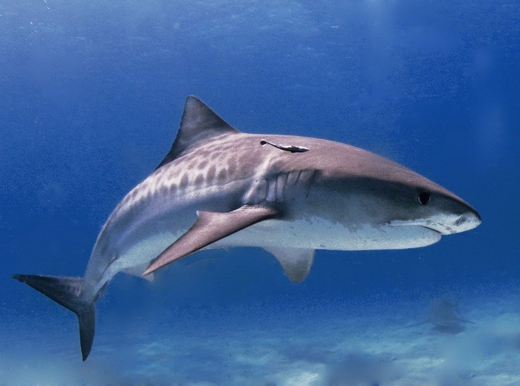Saving Our Sharks (S.O.S): Tiger Sharks