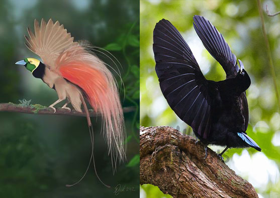 Asal Mula Burung Surga Cendrawasih Global Info