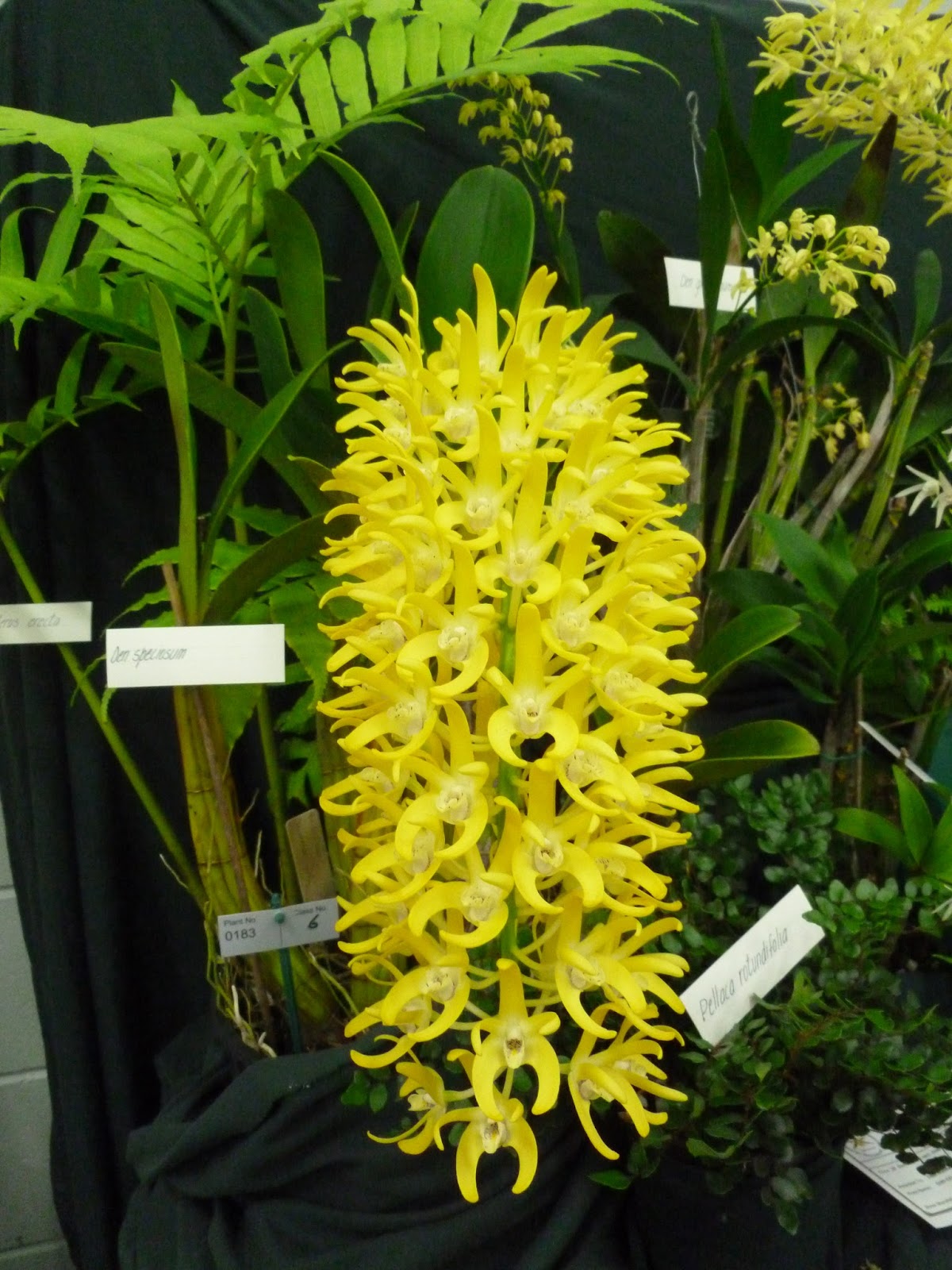 Onslow and Miss B Australian Native Orchid Society conference