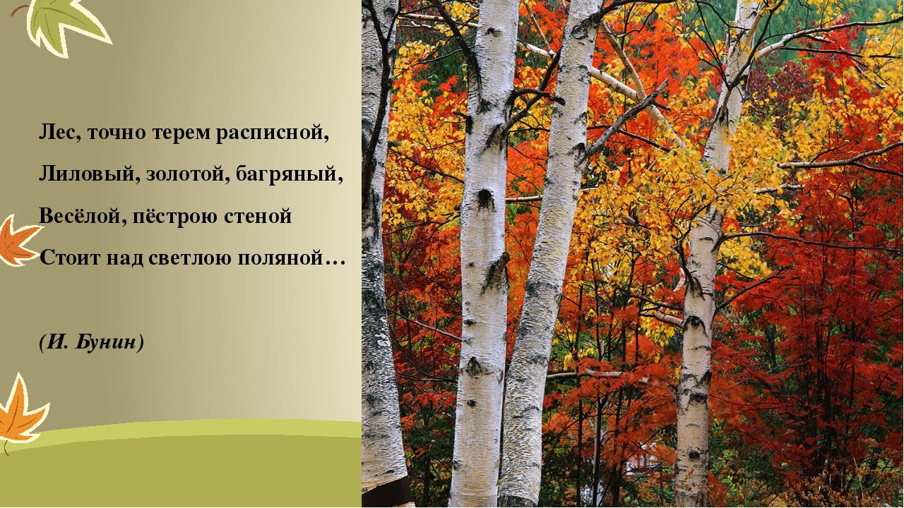 Поэзия о лесе. Лес точно Терем расписной. Стихи про леса. Стихотворение о лесе с автором. Небольшой стих про лес.