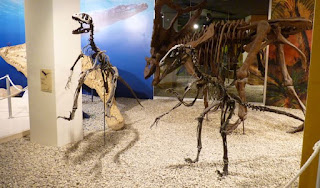 Museo Paleontológico de Elche.