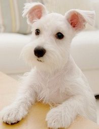 Schnauzer Miniatura Blanco Raza Schnauzer