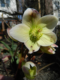 "Pink Beauty" Hellebore spring blooms by garden muses: a Toronto gardening blog