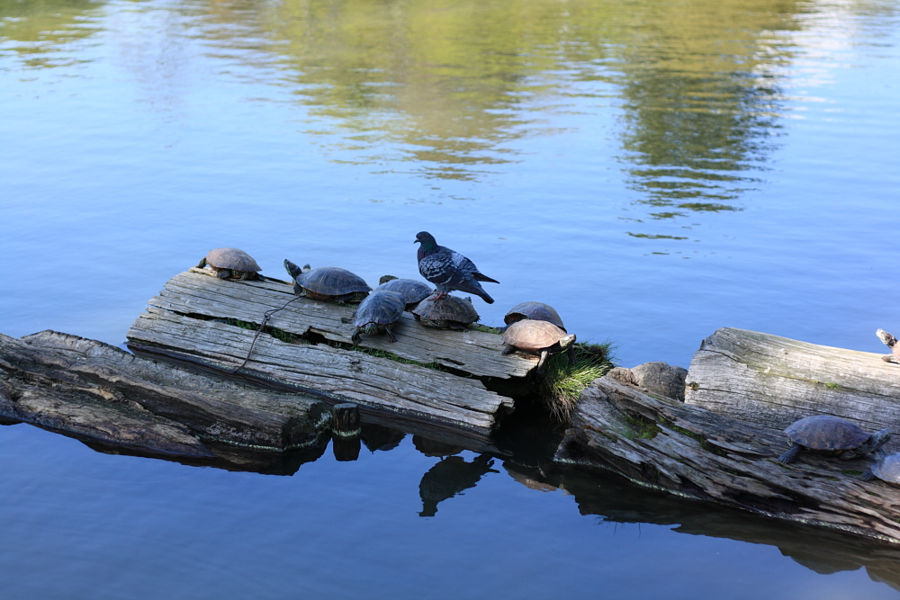 Meine Grune Wiese Die Kussende Sau