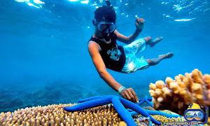 snorkeling paket wisata pulau kelapa kepulauan seribu utara jakarta