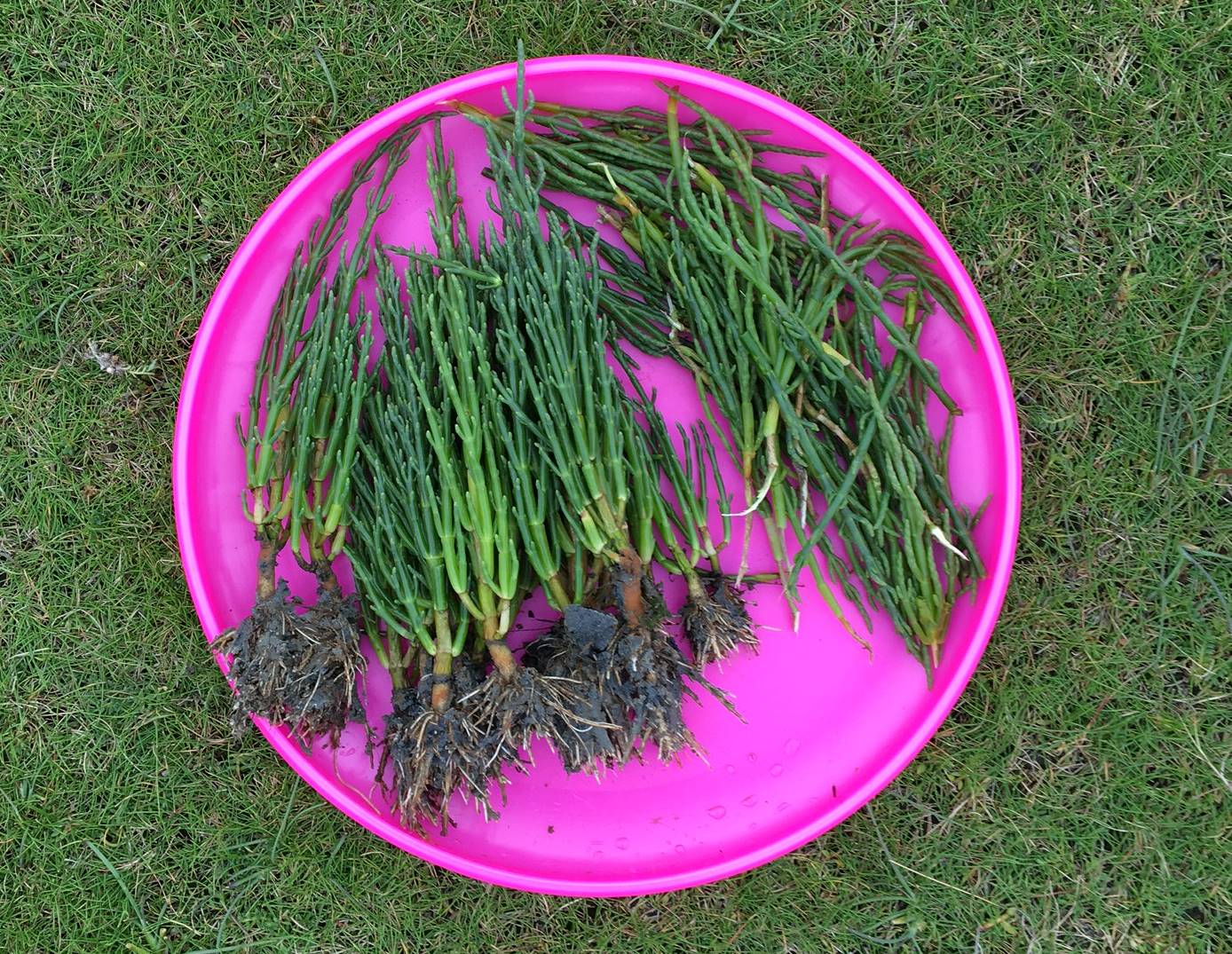 Gruß aus der Küche Queller SALICORNIA und Meeresspargel