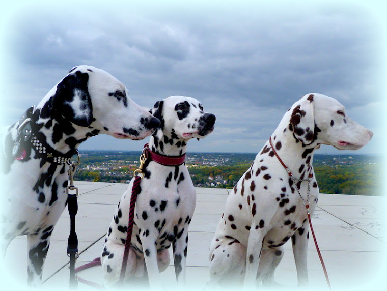 Hetty,Lexi und Giulie auf Halde Hoheward