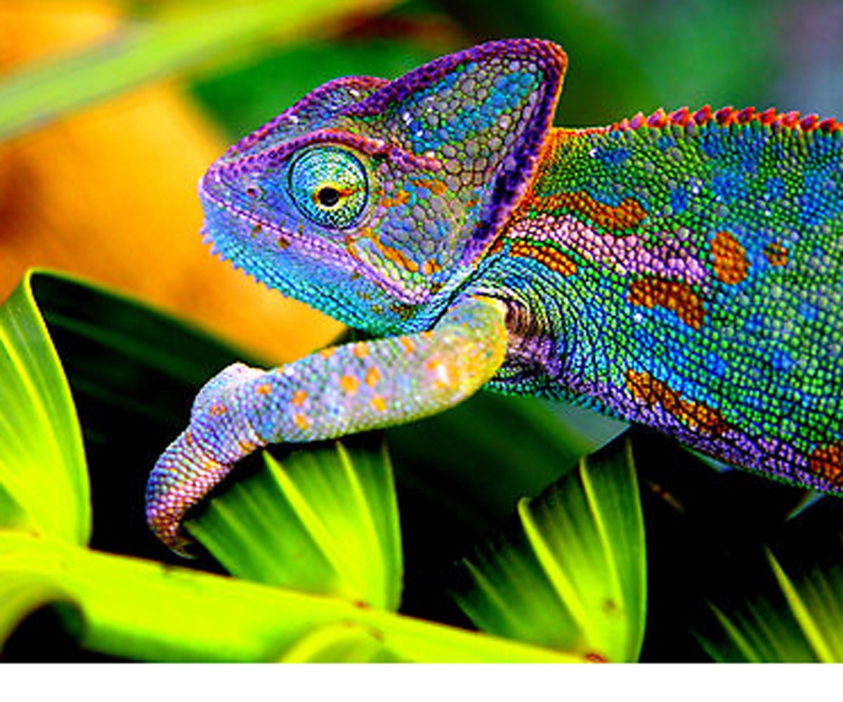 Хамелеон ответы на вопросы. Хамелеон. Красочный хамелеон. Информация о хамелеоне. Животное которое меняет цвет.