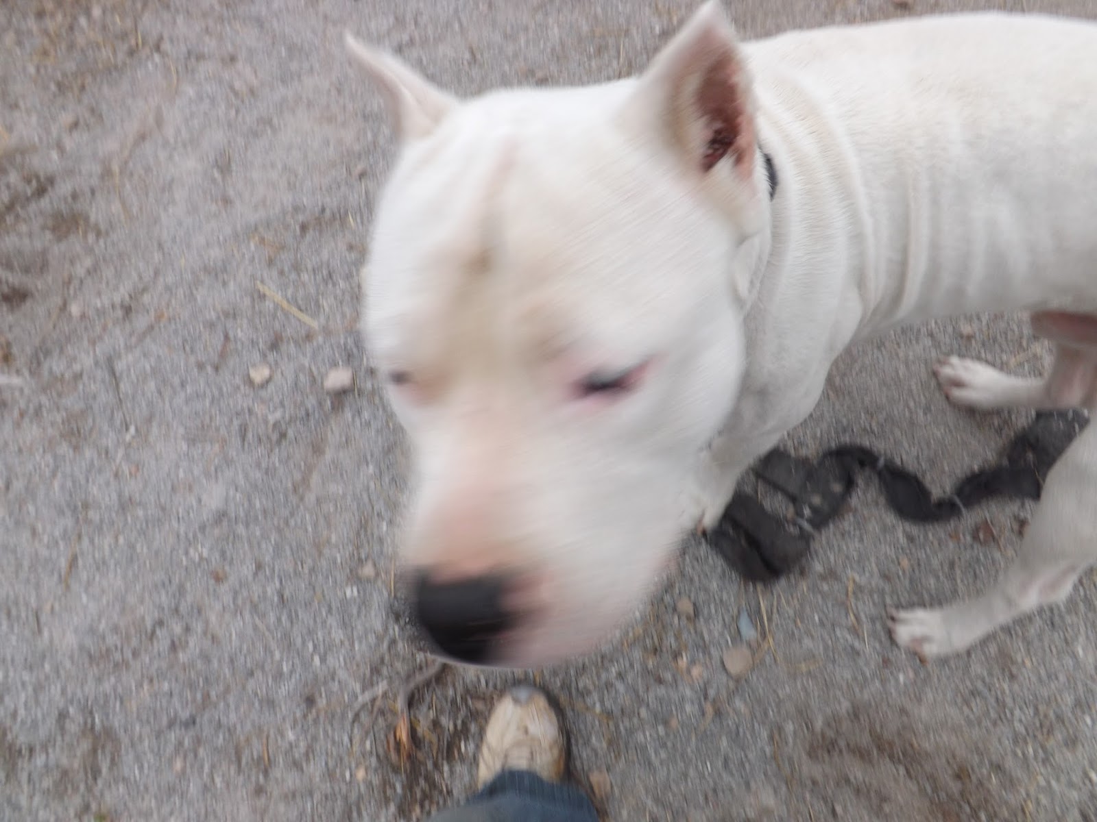 Yo Amo Dogos aka Yo Amor Dogos How can I register my AKC dog with UKC