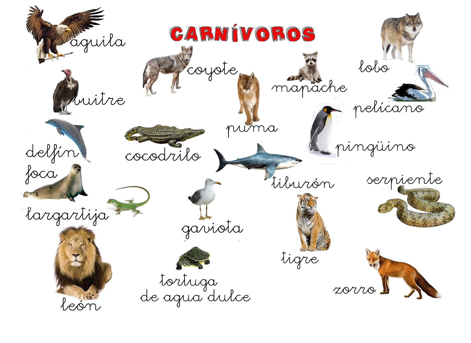 Álbumes 94+ Imagen Imágenes De Animales Carnívoros Herbívoros Y ...