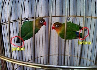 Cara membedakan kelamin Burung lovebird