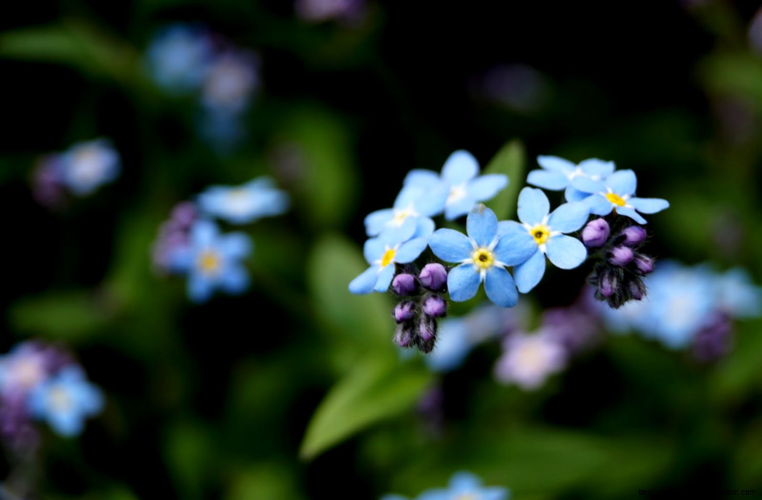 Blue Flower Macro Photography 3845 Wallpaper