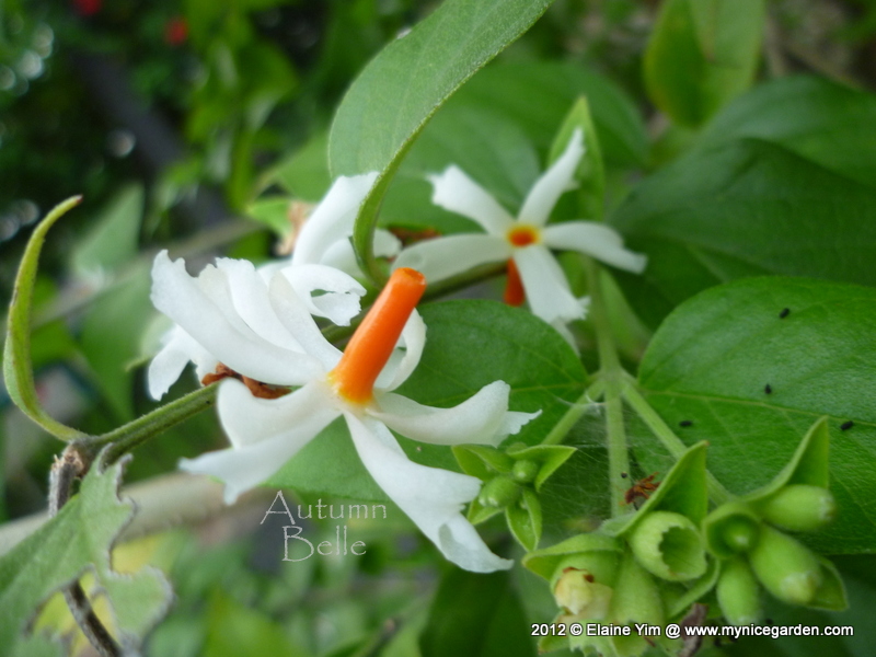 My Tropical Plants Finder Nyctanthes arbortristis The