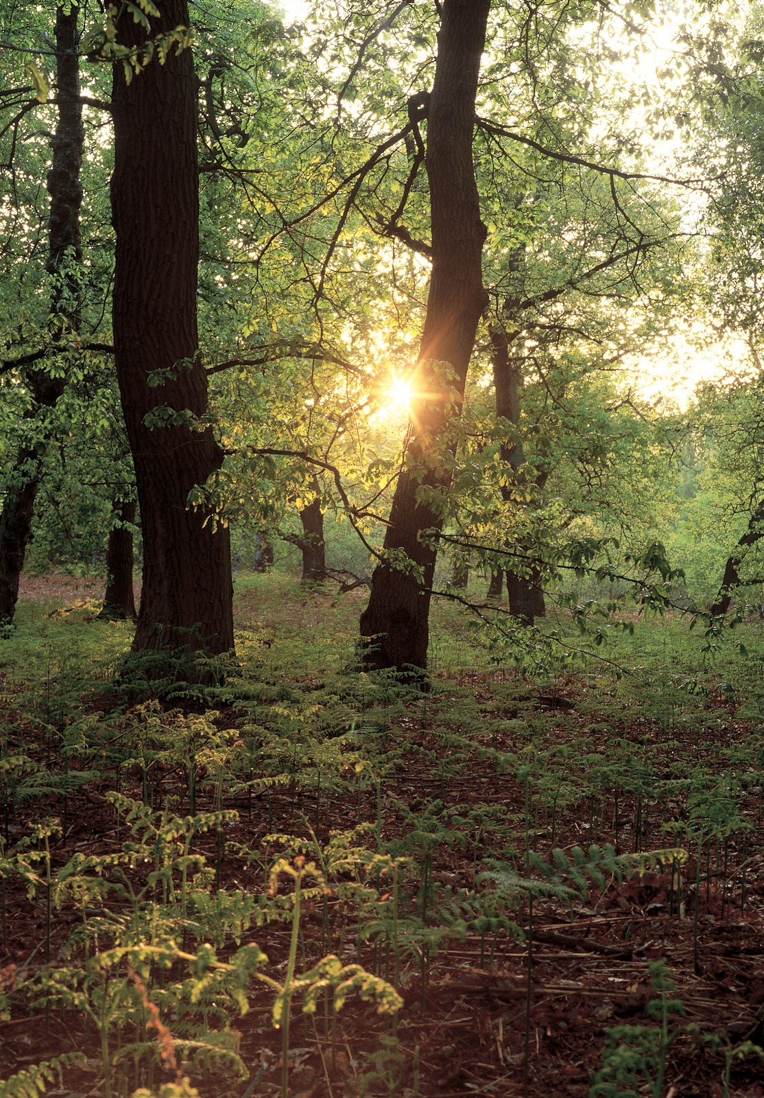 Archaeology and History of Medieval Sherwood Forest 2012