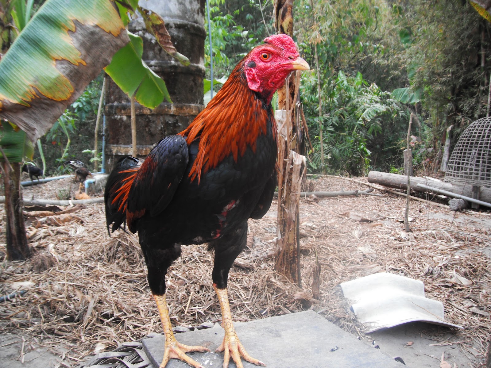 Fighting rooster for sale price. 