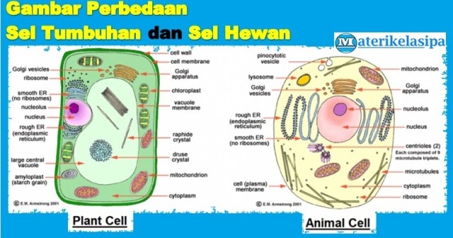 Soal biologi kelas 7 organisasi kehidupan