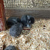 White post animal farm and zoo