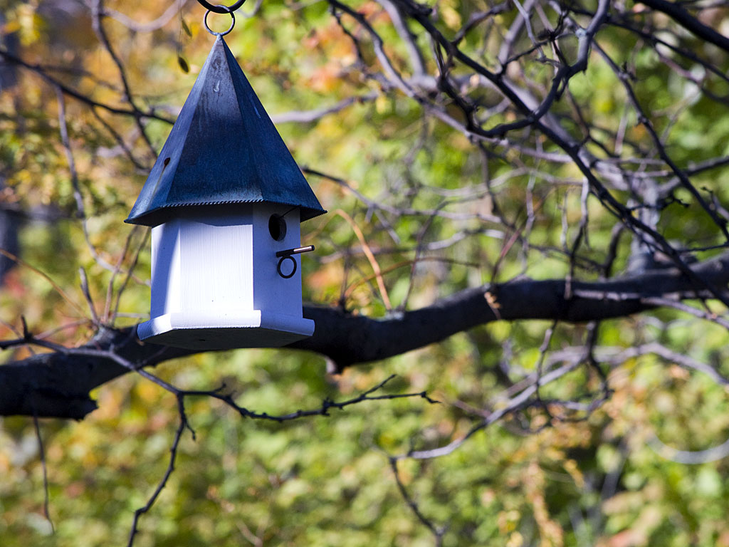 Bird In Everything Birdhouse For Doves