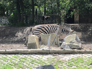 зебра в ровенском зоопарке