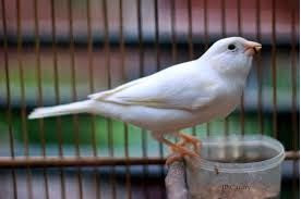 Ciri Ciri Kenari Loper Kenari Jantan Yang Bagus