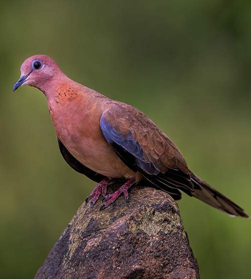 Laughing dove images Birds of India Bird World