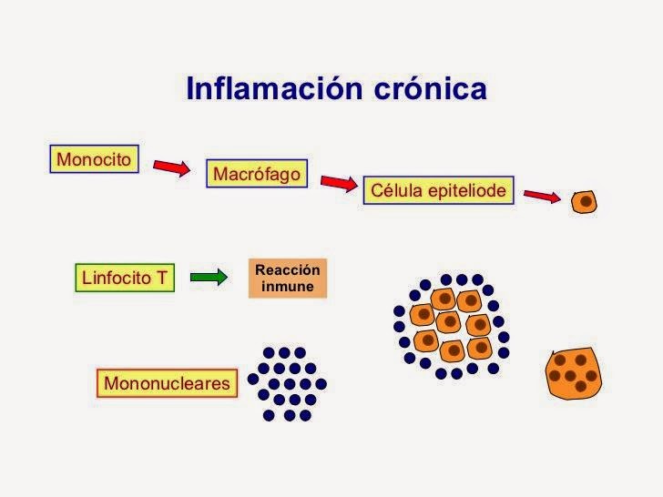 Inflamación y La Descripción de cada una de las etapas. Inflamación y La Descripción de cada una de las etapas.