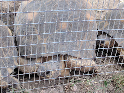 Korsika mit Kindern Reisetipps Korsika mit Kind Elternblog Runzelfuesschen Korsika mit Kindern Reisetipps Korsika mit Kind Elternblog Runzelfuesschen