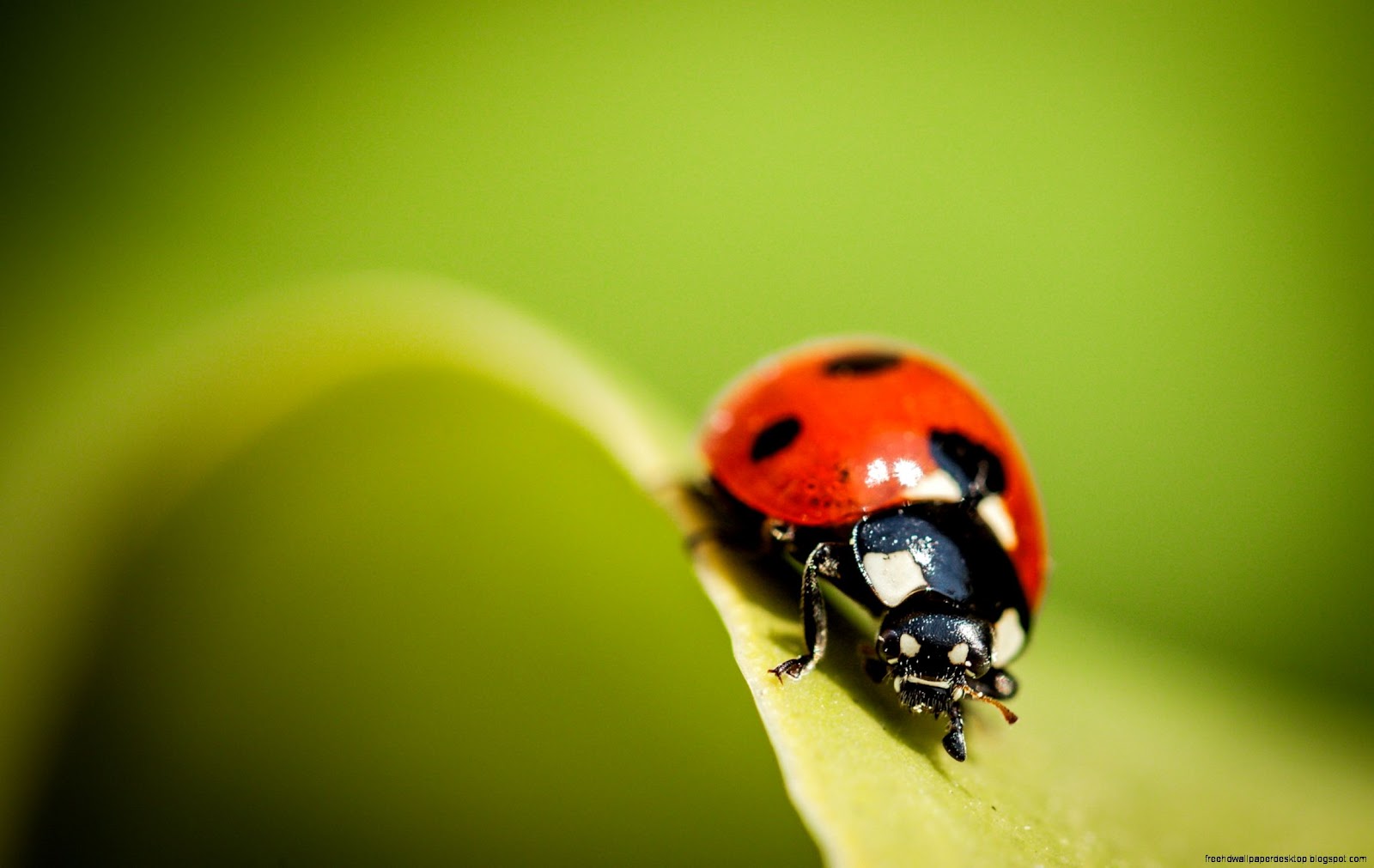 Ladybug On Leaf Wallpaper