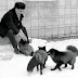 Το ξεχασμένο πείραμα των σοβιετικών με τους λύκους και τις αλεπούδες 
