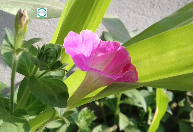 Download Petunia How To Grow Petunias Seeds Or Plant Meaning Petunia For Free Wallpaper Petunia How To Grow Petunias Seeds Or Plant Meaning Petunia For Android Free